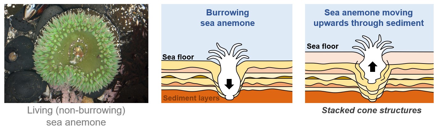 Living anemone that produces the Conostichus